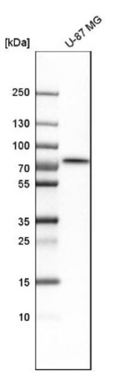 TRIOBP Antibody, Novus Biologicals 0.1mL; Unlabeled:Antibodies, Polyclonal