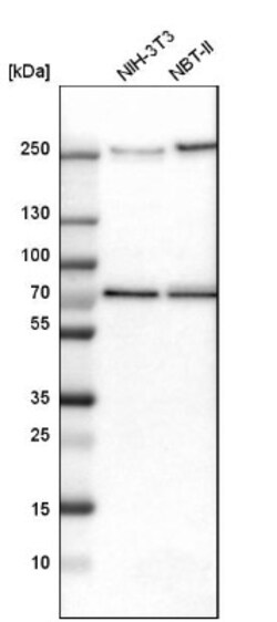 TRIOBP Antibody, Novus Biologicals 0.1mL; Unlabeled:Antibodies, Polyclonal