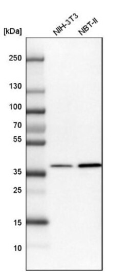 TRIP1 Antibody, Novus Biologicals 0.1mL; Unlabeled:Antibodies, Polyclonal