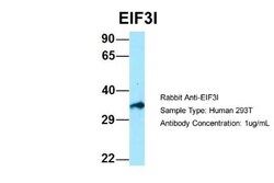 TRIP1 Antibody, Novus Biologicals 100 &mu;L | Buy Online | Novus Biologicals | Fisher Scientific