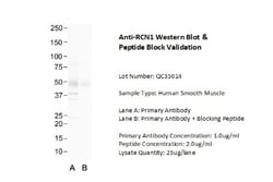 TRIP1 Antibody, Novus Biologicals 100 &mu;L | Buy Online | Novus Biologicals | Fisher Scientific