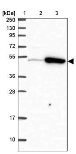 TRIP6 Antibody, Novus Biologicals:Antibodies:Primary Antibodies