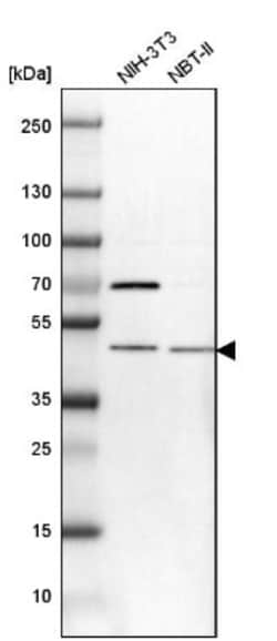 CENPP Antibody, Novus Biologicals:Antibodies:Primary Antibodies