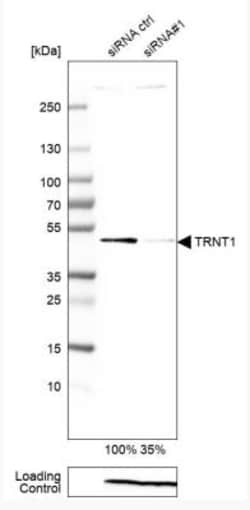 CENPP Antibody, Novus Biologicals:Antibodies:Primary Antibodies