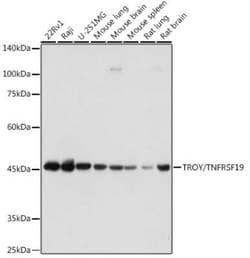 TROY/TNFRSF19 Rabbit anti-Human, Mouse, Rat, Clone: 1R8Y5, Novus Biologicals:Antibodies:Primary