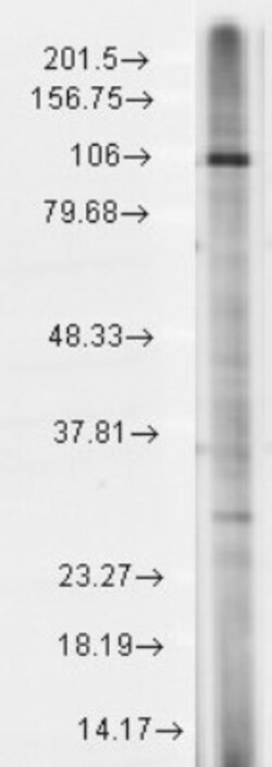 TRP7 Antibody (N64A/36), Novus Biologicals 0.1mg; Unlabeled:Antibodies,