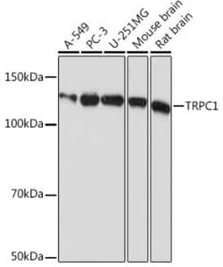 TRPC1 Rabbit anti-Human, Mouse, Rat, Clone: 1V3Q2, Novus Biologicals 20