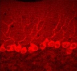 TRPC3 Antibody, Novus Biologicals:Antibodies:Primary Antibodies