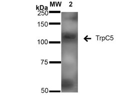 TRPC5 Antibody (N67/15), Novus Biologicals:Antibodies:Primary Antibodies