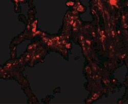 TRPV4 Antibody - BSA Free, Novus Biologicals 0.1mg; Unlabeled:Antibodies,