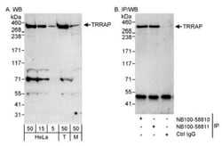 TRRAP Antibody, Novus Biologicals 0.1mL; Unlabeled:Antibodies, Polyclonal