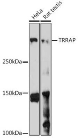 TRRAP Rabbit anti-Human, Rat, Polyclonal, Novus Biologicals 20 &mu;g | Buy Online | Novus Biologicals | Fisher Scientific