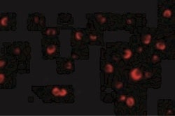TSC2 Antibody - BSA Free, Novus Biologicals 0.025 mg, Unconjugated:Antibodies,