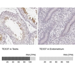 TSC21 Antibody, Novus Biologicals:Antibodies:Primary Antibodies