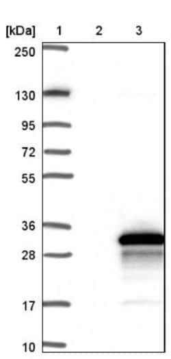 TSC21 Antibody, Novus Biologicals:Antibodies:Primary Antibodies