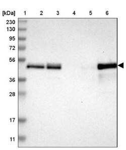 TSC22D4 Antibody, Novus Biologicals:Antibodies:Primary Antibodies