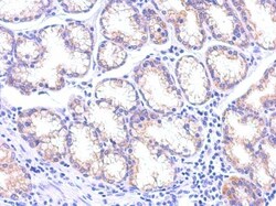 TSG101 Antibody (4A10), Novus Biologicals 0.1mL; Unlabeled:Antibodies,