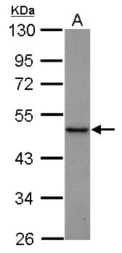 TSG101 Antibody (4A10), Novus Biologicals 0.1mL; Unlabeled:Antibodies,