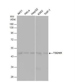 TSG101 Antibody (4A10), Novus Biologicals 0.1mL; Unlabeled:Antibodies,