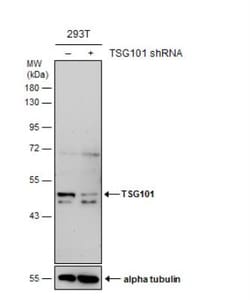 TSG101 Antibody (4A10), Novus Biologicals 0.1mL; Unlabeled:Antibodies,
