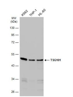 TSG101 Antibody (4A10), Novus Biologicals 0.1mL; Unlabeled:Antibodies,