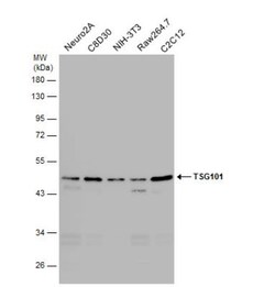TSG101 Antibody (4A10), Novus Biologicals 0.1mL; Unlabeled:Antibodies,