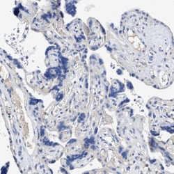 TSGA2 Antibody, Novus Biologicals 0.1mL; Unlabeled:Antibodies, Polyclonal