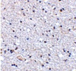 TSLP Antibody - BSA Free, Novus Biologicals 0.05mg; Unlabeled:Antibodies,