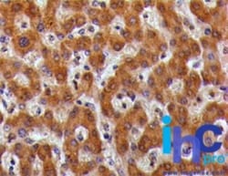 TSLPR/CRLF2 Antibody, Novus Biologicals:Antibodies:Primary Antibodies