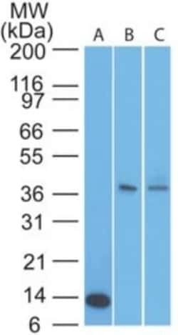 TSLPR/CRLF2 Antibody, Novus Biologicals:Antibodies:Primary Antibodies