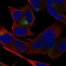 TSNARE1 Rabbit anti-Human, Polyclonal, Novus Biologicals 100 &mu;g | Buy Online | Bio-Techne | Fisher Scientific