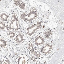 TSPAN13 Antibody, Novus Biologicals:Antibodies:Primary Antibodies