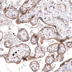 TSPAN13 Antibody, Novus Biologicals:Antibodies:Primary Antibodies