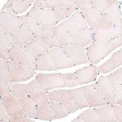 TSPAN13 Antibody, Novus Biologicals:Antibodies:Primary Antibodies