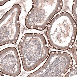 TSPAN13 Antibody, Novus Biologicals:Antibodies:Primary Antibodies
