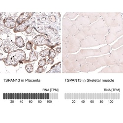 TSPAN13 Antibody, Novus Biologicals:Antibodies:Primary Antibodies