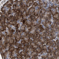 TSPAN33 Antibody, Novus Biologicals:Antibodies:Primary Antibodies