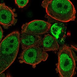 TSPAN8/TM4SF3 Antibody, Novus Biologicals:Antibodies:Primary Antibodies
