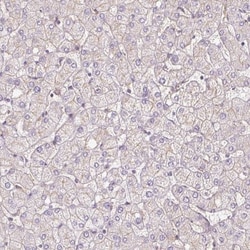 TSPAN8/TM4SF3 Antibody, Novus Biologicals:Antibodies:Primary Antibodies