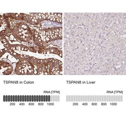 TSPAN8/TM4SF3 Antibody, Novus Biologicals:Antibodies:Primary Antibodies