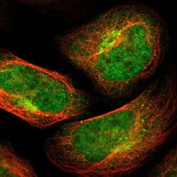 TSPAN9 Antibody, Novus Biologicals 0.1 mL | Buy Online | Novus Biologicals | Fisher Scientific