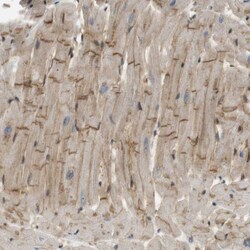 TSPAN9 Antibody, Novus Biologicals 0.1 mL | Buy Online | Novus Biologicals | Fisher Scientific