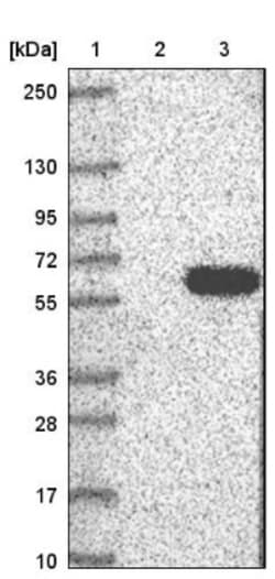 TSSC1 Antibody, Novus Biologicals 0.1mL; Unlabeled:Antibodies, Polyclonal