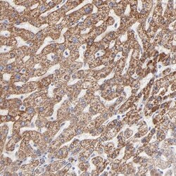 TST Antibody, Novus Biologicals 0.1mL; Unlabeled:Antibodies, Polyclonal