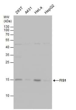 TTC11 Antibody (4211), Novus Biologicals 0.1mL; Unlabeled:Antibodies, Monoclonal