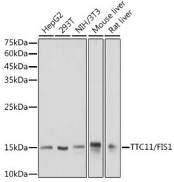 TTC11 Rabbit anti-Human, Mouse, Rat, Clone: 6S1G4, Novus Biologicals:Antibodies:Primary