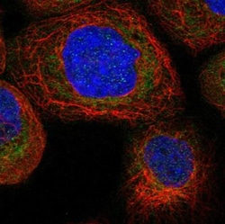 TTC21B Antibody, Novus Biologicals 25 &mu;L; Unlabeled:Antibodies, Polyclonal