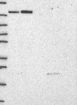TTC21B Rabbit anti-Human, Polyclonal, Novus Biologicals:Antibodies:Primary