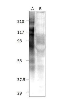 TTC27 Antibody, Novus Biologicals 100 &mu;g; Unconjugated:Antibodies, Polyclonal
