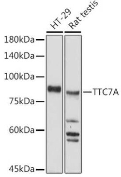TTC7A Rabbit anti-Human, Rat, Polyclonal, Novus Biologicals 100 &mu;g;